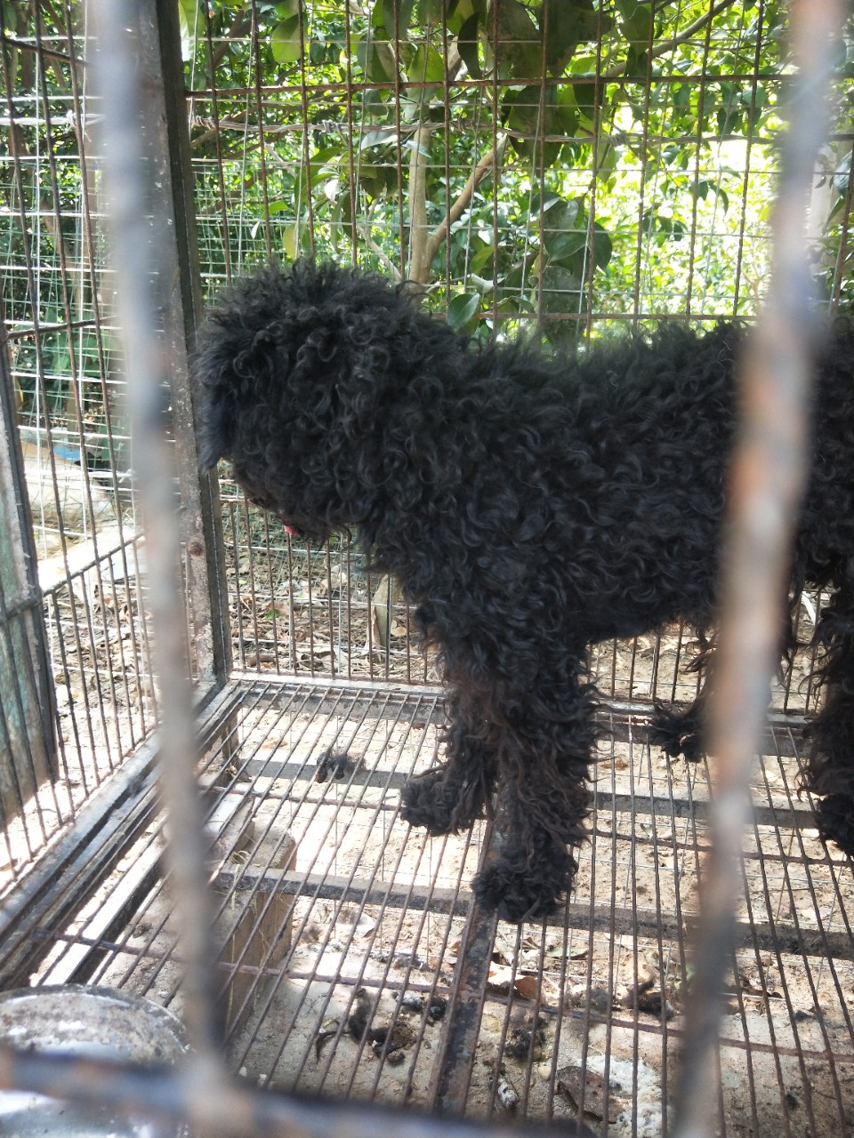 长期对外借配马犬,虎斑,德牧种公两条,泰迪,有需要