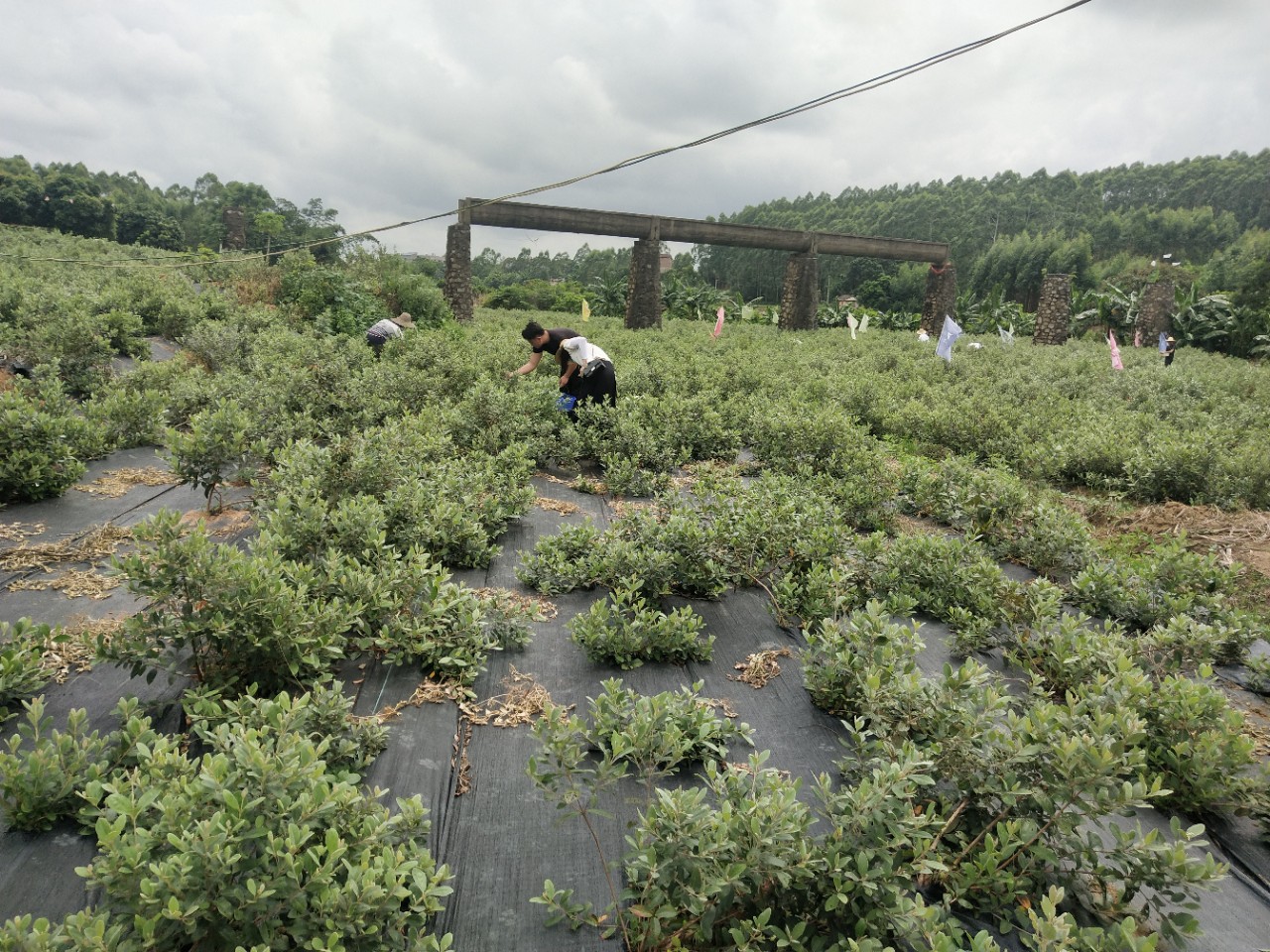 大型稔子园熟啦还有超甜超好吃的无花果也熟喽