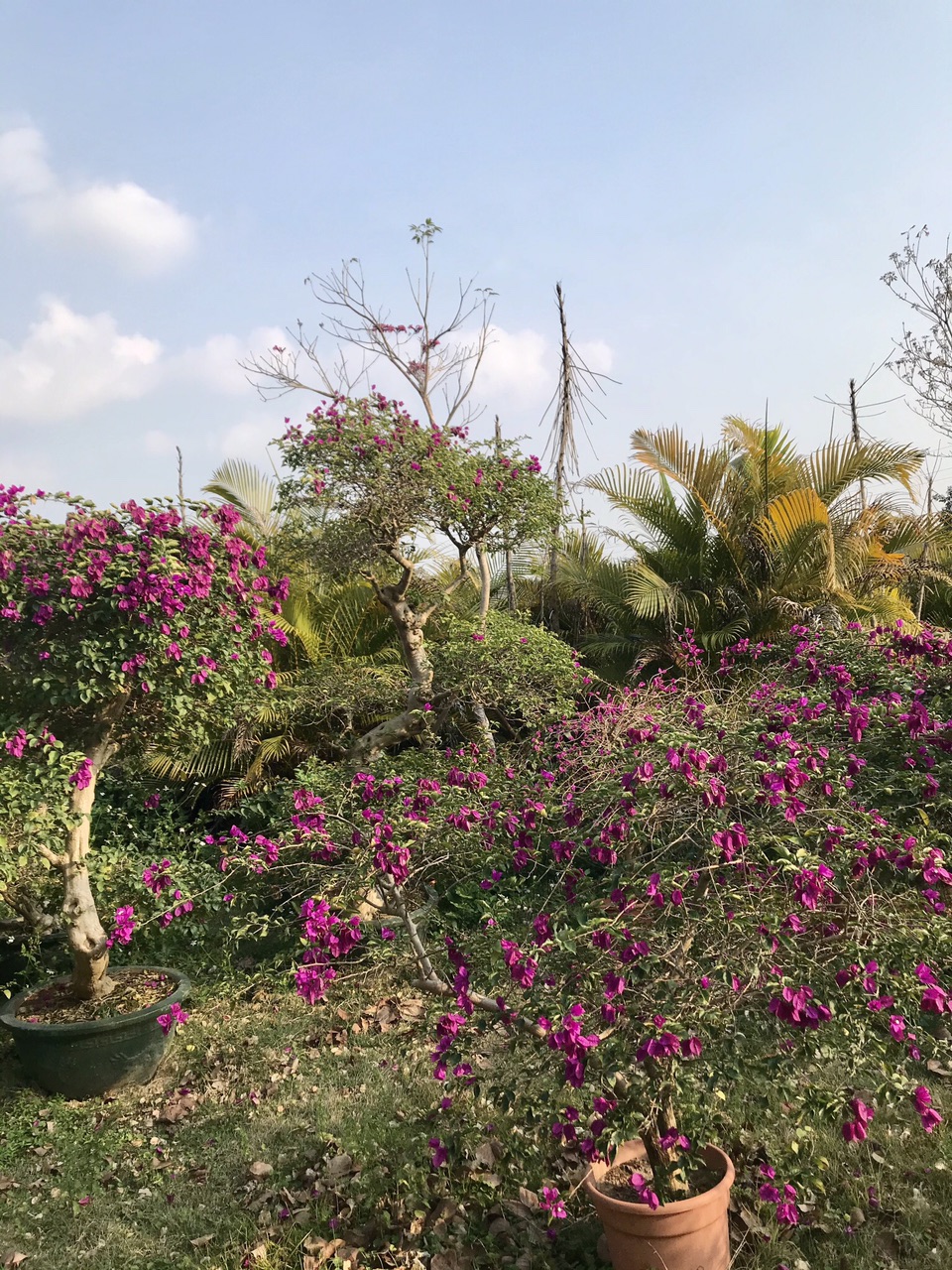 钦州的北部湾花卉小镇今年春节虽然不很热门