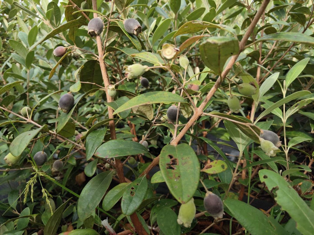 出售桃金娘(稔子树)