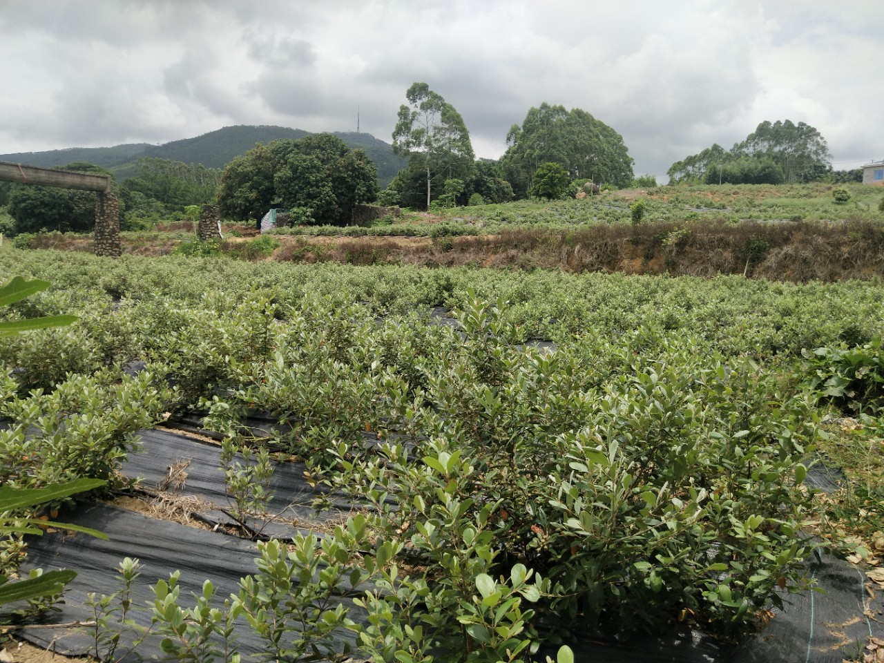 出售桃金娘(稔子树)