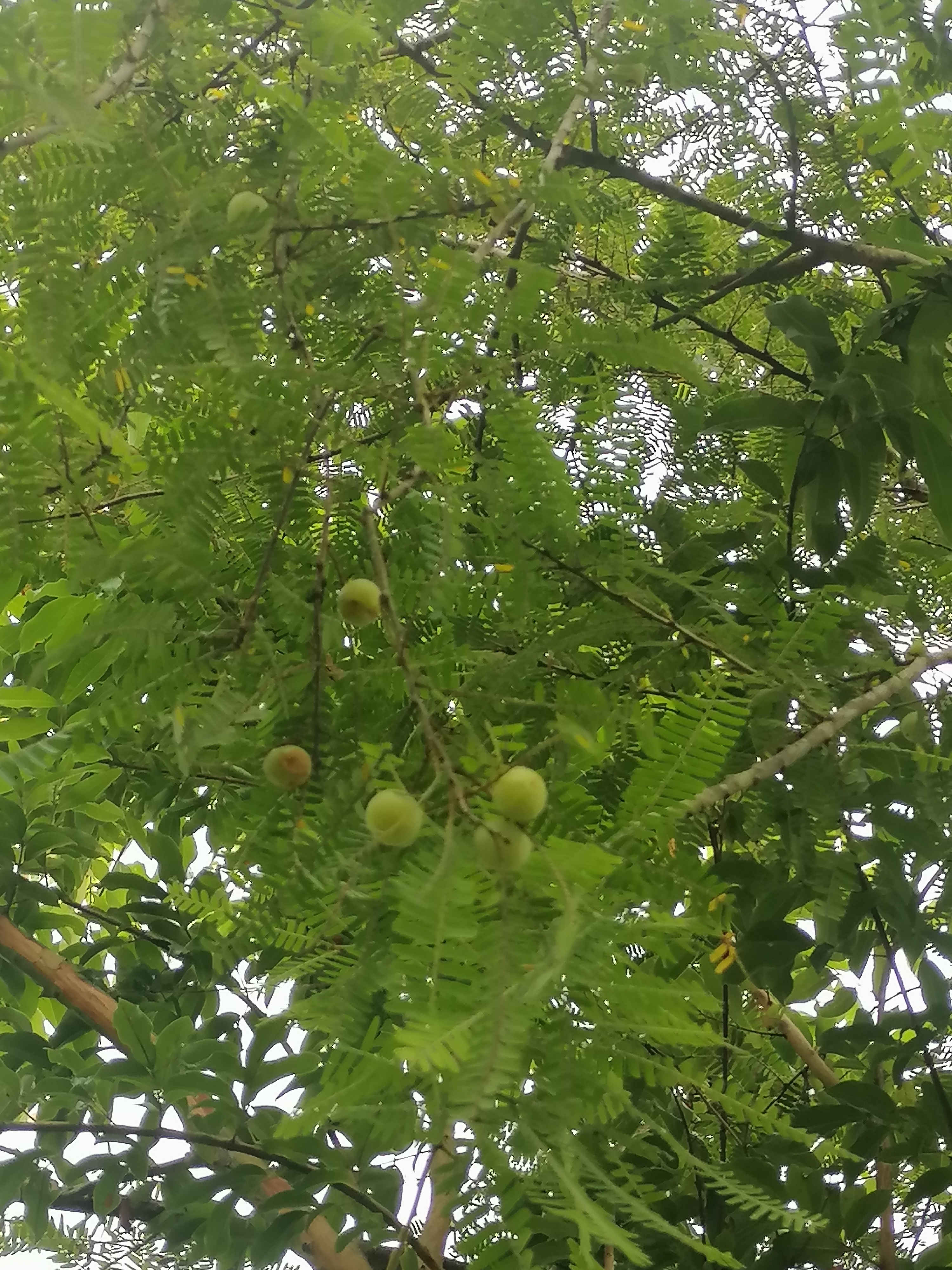 今日闲闲逛山头偶遇一颗野生油甘籽摘一个试试味道